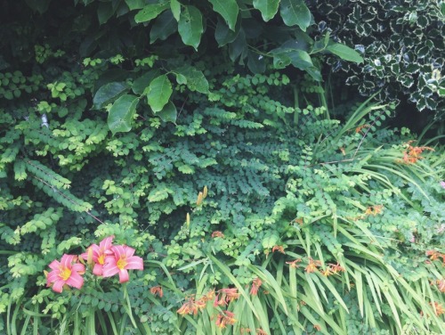 fawnyy:  flora studies 