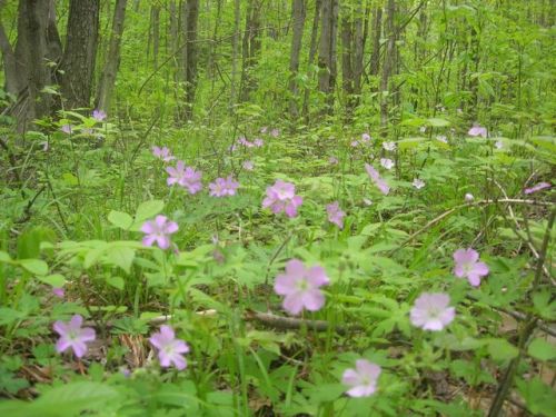 robert-hadley: Wild Geraniums Photo - coldclimategardening.com