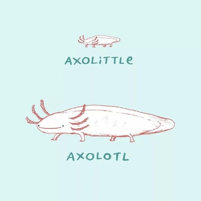 Sophie S Notes Axolittle Axolotl Axolotl Cuties Cute Little