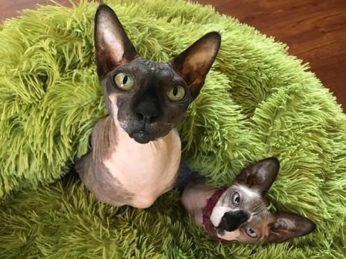 Hairless birds in their blanket nest. . . . #sphynx #cat #adoptdontshop #catsofinstagram www