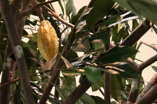 misadventured-piteous-overthrows: paintedgoat: bluerhinostudio: Cacao Tree for the Field Museum&rsqu