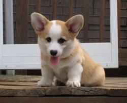 thegirlwhosnotenough:  Can I have a Corgi?