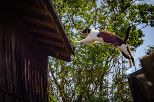 飛び猫　-Flying Cats-