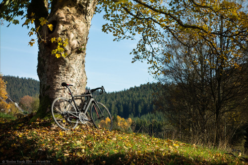 velophoto: ‘Unter’m Ahornbaum’ by Torsten Frank