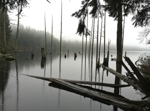 Westwood Lake in the fog. Explored by John F. Anderson on Flickr.