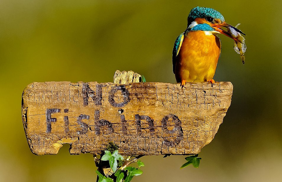 djferreira224:  1. Kingfisher mocking the rules … Photo ~ Dean Mason 2. Eastern