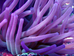 Wrotten:sea Anemone