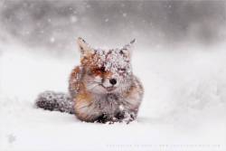 everythingfox:  📷:  Roeselien Raimond  