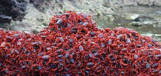 odditiesoflife:  The Astonishing Annual Red Crab Migration Named one of the planet’s
