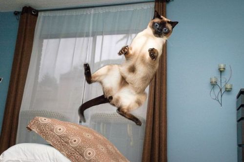 XXX pleatedjeans:30 Cats That Are Being Called photo