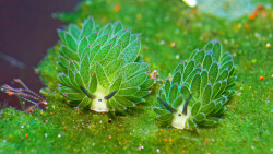 lovingexotics:  Sea SheepCostasiella kuroshimae