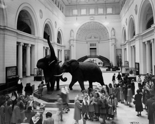 Here is a throw back to the Fighting Elephants in 1948. You can see why they are now on a taller bas