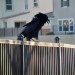 korkro:Met a raven today