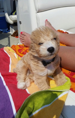 stability:  My mom’s puppy went out on the boat today. It was a little windy. (via) 