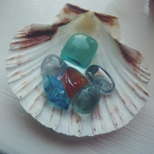 hannahlouisemiles:  My Valentines Day dinner had these shells in it for decoration so I kept them, c