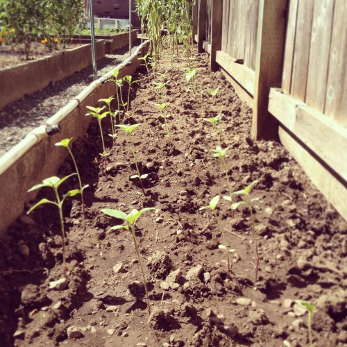 baby sunflower forest is growing 