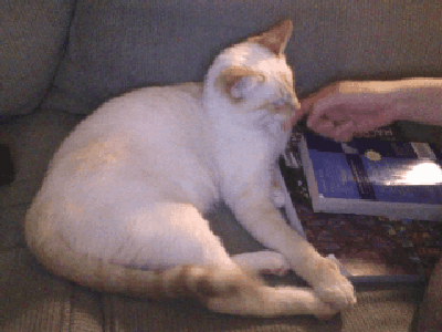 theunicornkittenkween:  filthylinen:  not sorry  Baphy is so cuuuuuuuute!