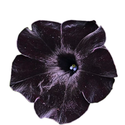 black flower
