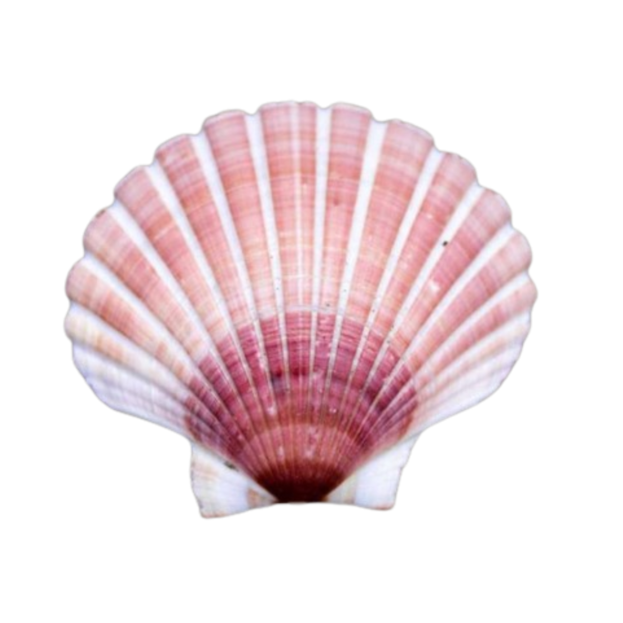pink shell