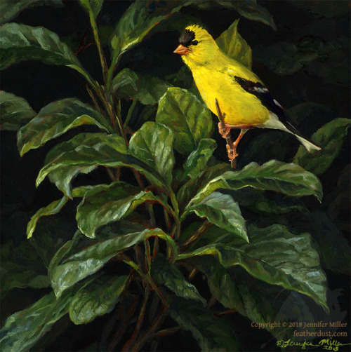  “Yellow Fragment” American Goldfinch (breeding plumage) 6"x6" oil on panel &l