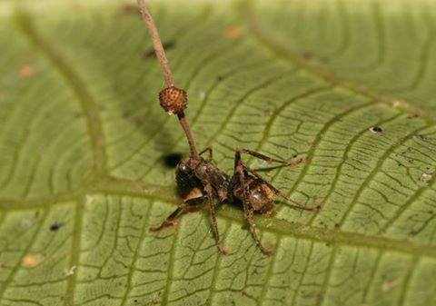 Zombie AntThis ant has been completely taken over by a fungus. It’s dead now, but the fungus h