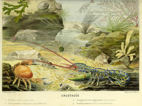 heaveninawildflower: 1) Flore de la Mer (Flora of the Sea). 2) Anemones de Mer (Sea Anemones) 3) Ann