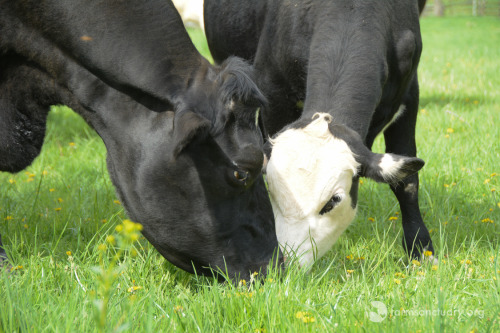 animalsoffarmsanctuary: Frank Escaped Slaughter, and Now He’s Finding His Way in the Herd Fr