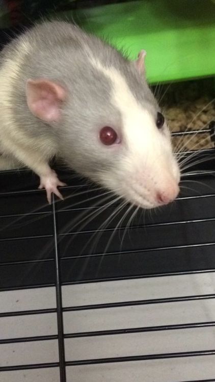 darlingrats:  chinburd:  The eternal struggle to catch a photo of Harvey Dent’s heterochromia!  I had some rats with heterochromia too! It’s not easy to get good photos of it.
