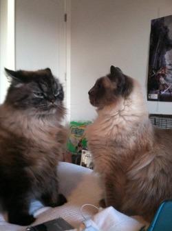 corsetmaid: my cats are mad at each other omfg cant breathe 