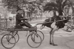 yesterdaysprint:  Ostrich-drawn carriage ride at Cawston Ostrich Ranch in South Pasadena, California ca. 1920  