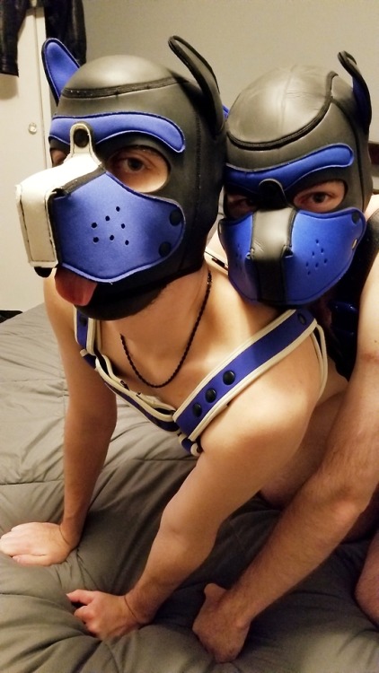 theserloki: Two very important pups to Me. And they kind of look like litter mates. (Unplanned)  More pics of our pup filled weekend soon. Until then: Wishes of snuggles, kisses, and pack. @pupchewy 