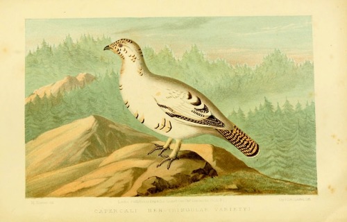 wapiti3: The game birds and wild fowl of Sweden and NorwayBy Lloyd, L. (Llewelyn), 1792–187 Pu