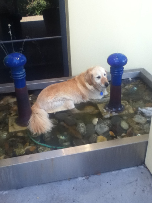 nevvzealand:  IN CASE YOU MISSED IT AN HOUR AGO I FOUND STRANGE DOG IN MY FOUNTAIN 