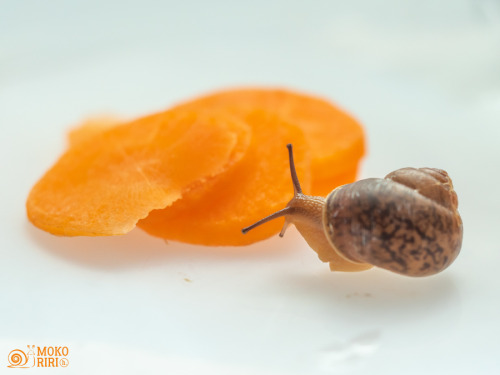 Today&rsquo;s breakfast is slice of some carrots.今日の朝食はニンジンのスライスだよ