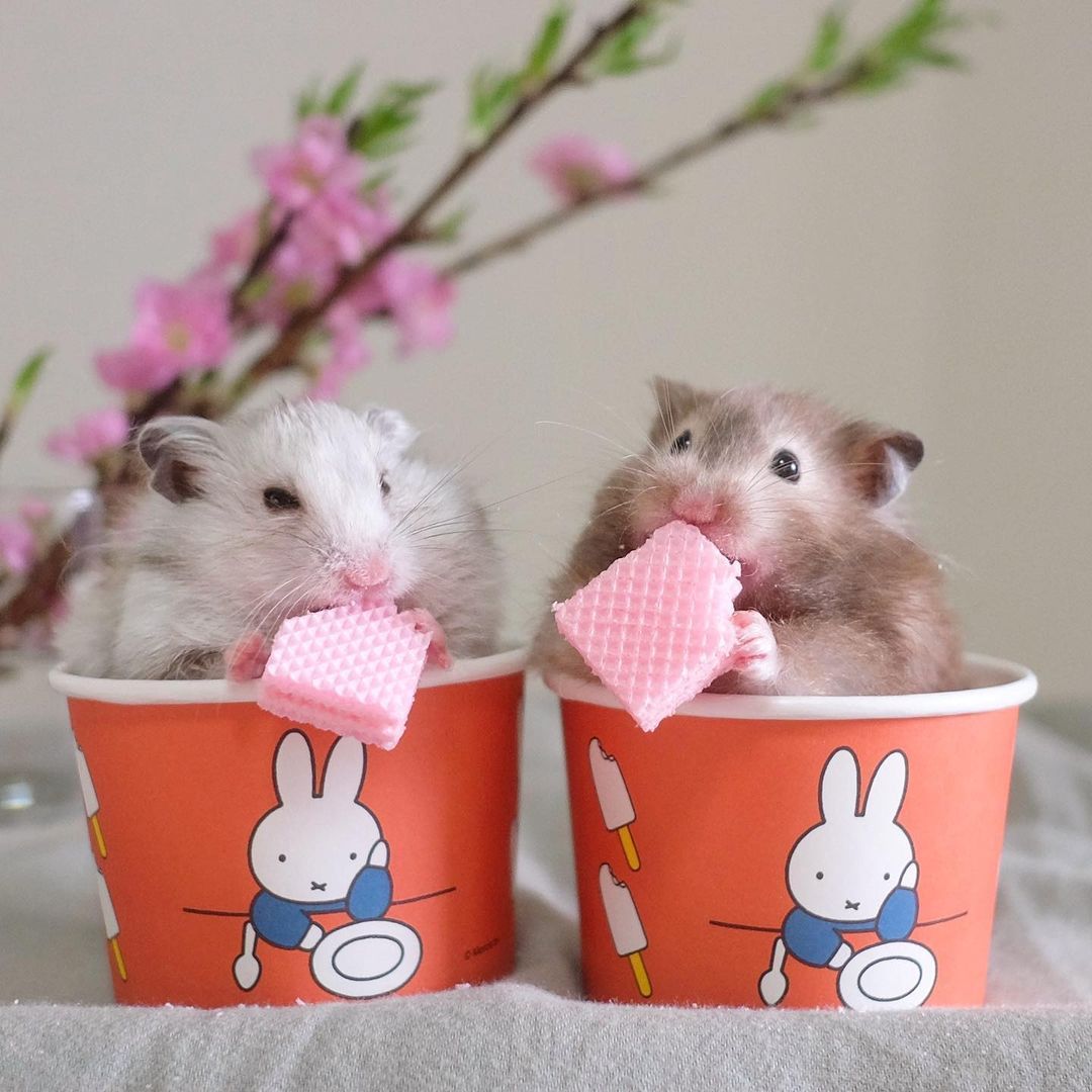 Hamsters in Cups — Comparison of Hamster-in-Cup Game Apps The 3 Apps