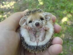 awwww-cute:  I never knew chestnuts could