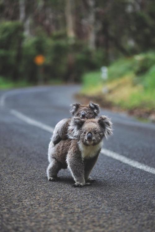 lsleofskye:Cape Otway Lighthouse | olmospatriciaLocation: Colac Otway Shire, Great Ocean Road, South