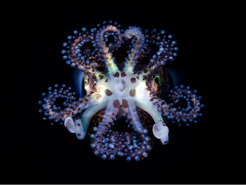 mymodernmet: Bobtail Squid by Todd Bretl A series of portraits documenting the magnificent underwate