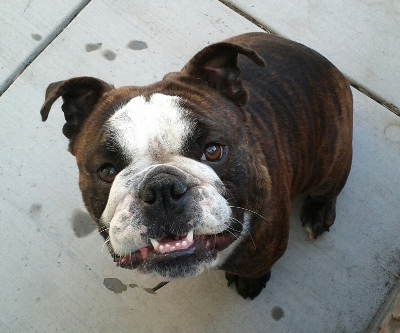 English Bulldog Love