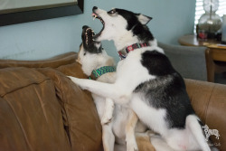 huskyhuddle:  Stop making out. GET A ROOM!