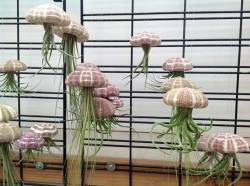 steampunktendencies:    Air Plant Jellyfish by PetitBeast