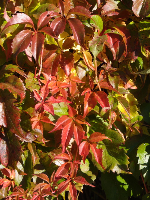 Parthenocissus inserta — thicket creeper a.k.a. woodbine