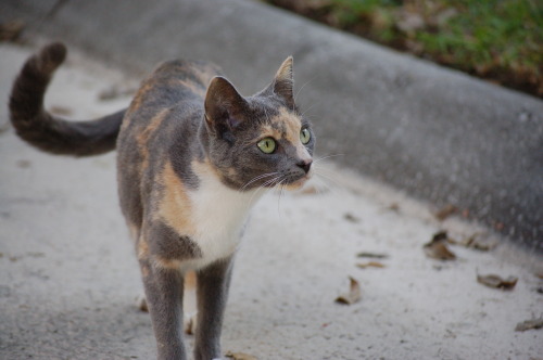 such a pretty dilute calico (distracted by a loud bird in tree)