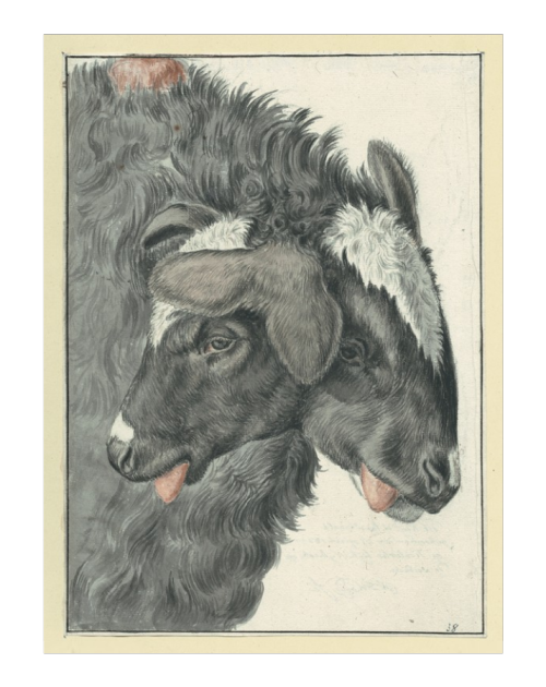 “The Sheep with Two Heads,” from Monstra by Gijsbertus Johannes van Klinkenberg, ca. 1820s. Klinkenb