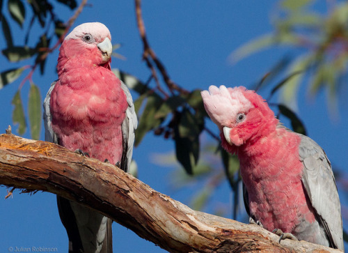 feathered-friends:Who, us? by aaardvaark on Flickr.Galah - New South Wales, Australia