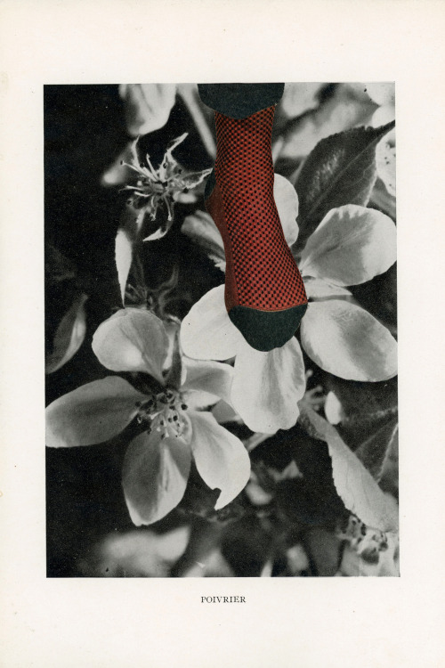 #“Poivrier”17,5x26,5 cmPaper collage on etchingSérie “Fleurs, poésie de la vie”http://www.claire-mar