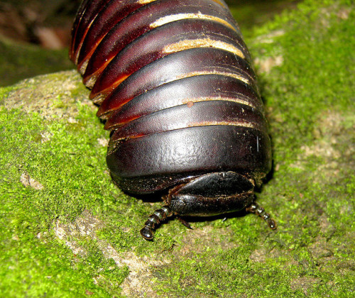 end0skeletal-undead: Pill millipedes are any members of two living (and one extinct) orders of milli