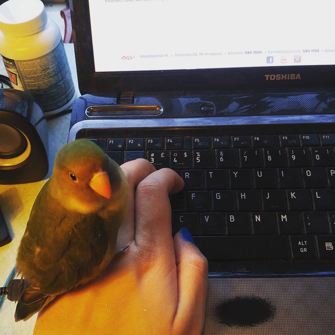 miniar:  …. She insists…. #hyacinth #birb #lovebird   so fuckin cute