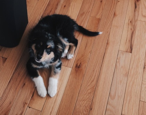 This is Logan, the cutest yet grumpiest border collie + aussie pup ever. He stays loyal to me but sn