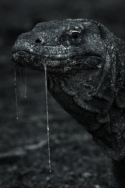 Dragon. (via DeadFix » Kimodo)